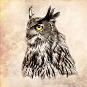 Des King - Impression of an eagle owl